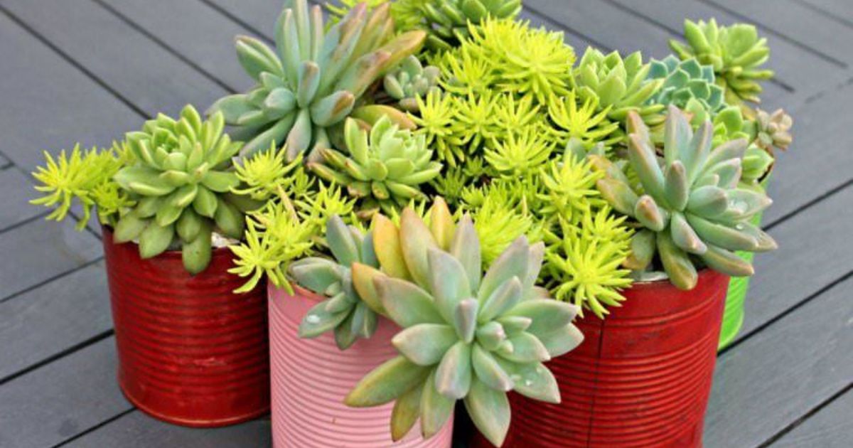 Are Succulents Indoor Or Outdoor Plants
