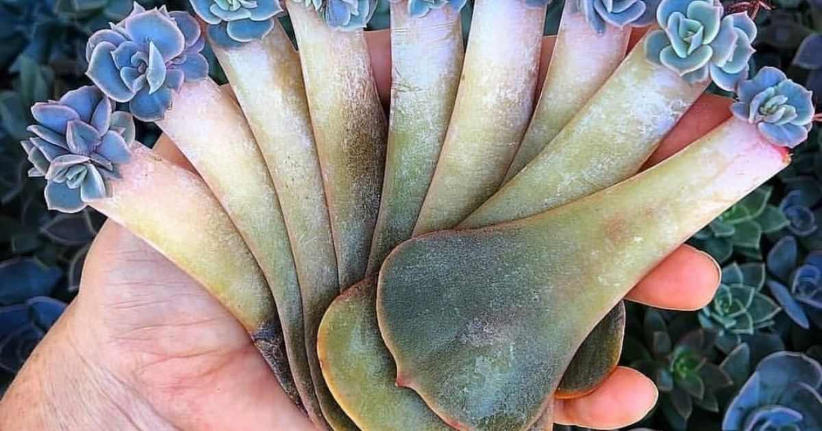 Can Cactus And Succulents Be Planted Together