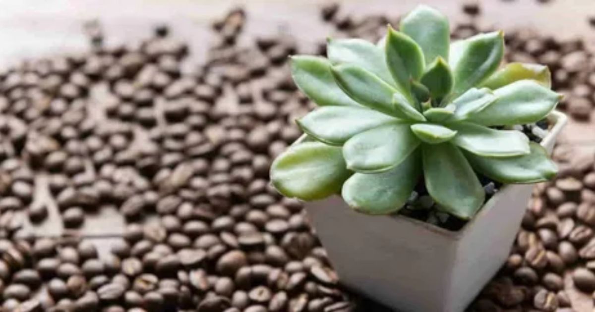 Do Succulents Like Coffee Grounds