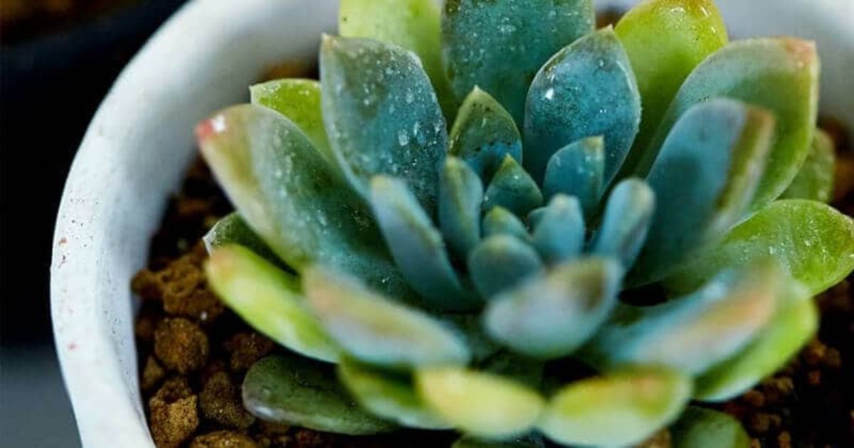 Do Succulents Need a Lot Of Sunshine