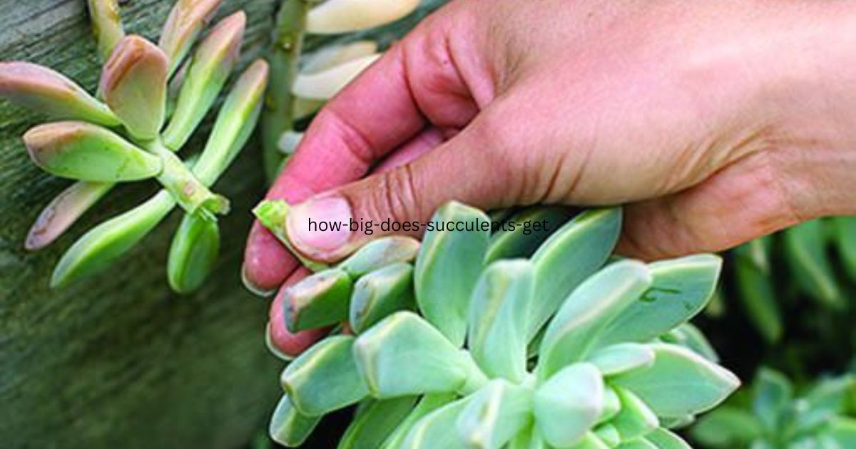 How Big Does Succulents Get