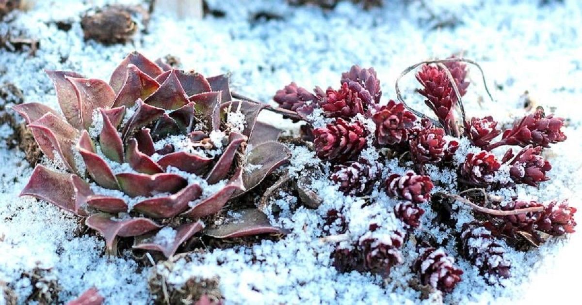 How Cold Can Succulents Tolerate?