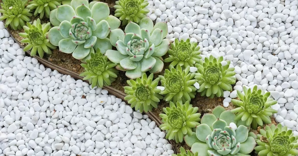 How Long Can Succulents Go Without Water?