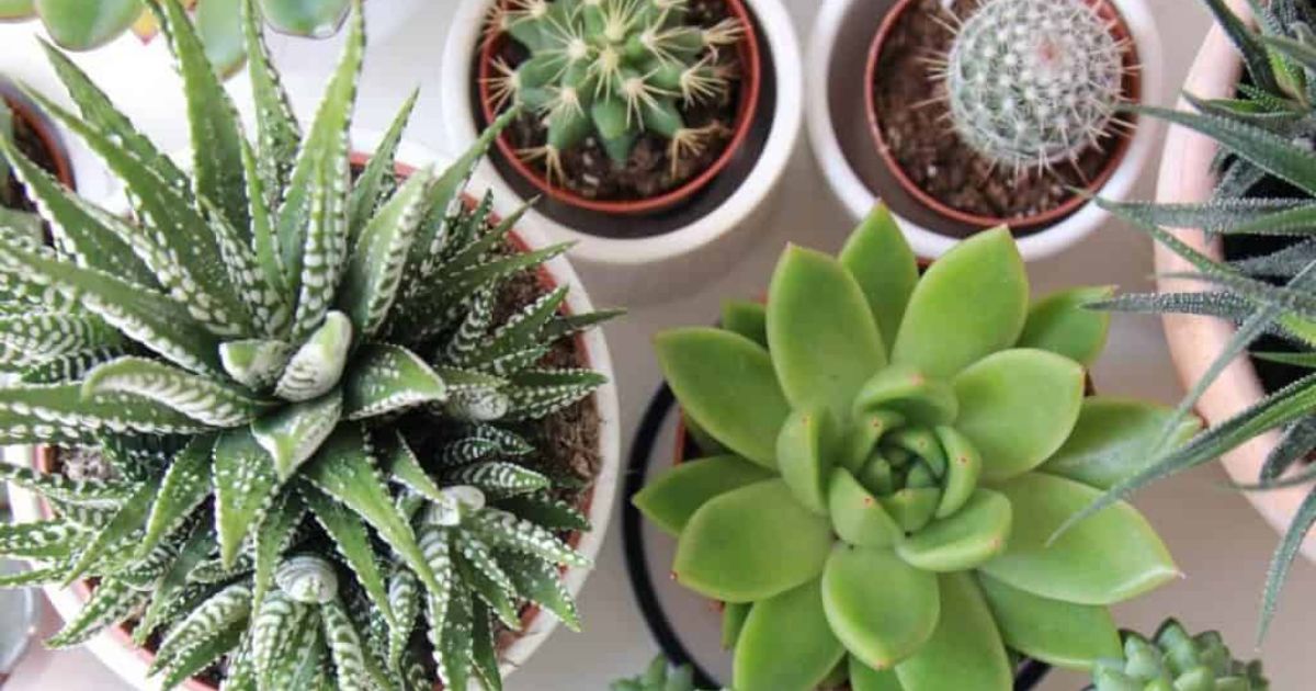 How Often To Water Succulents Outdoors