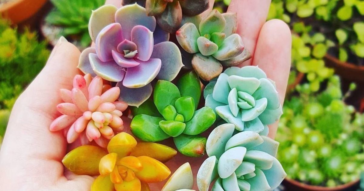 How To Bring Succulents Back To Life?