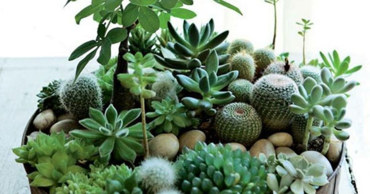 how to get rid of mealybugs on succulents