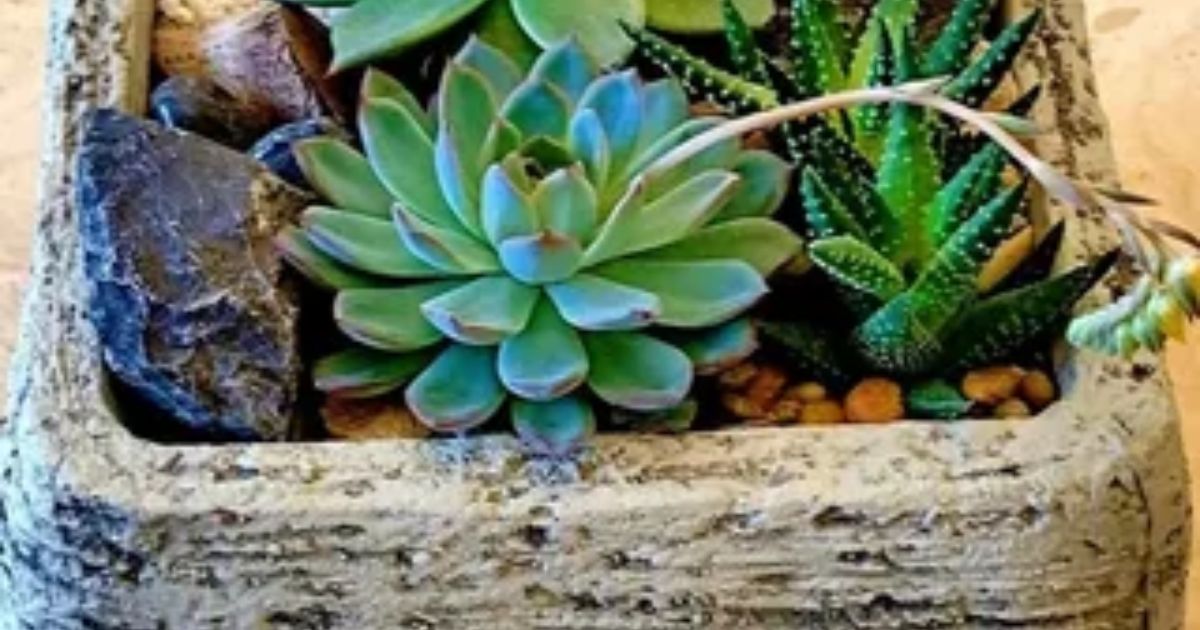 How To Make Succulents Grow Faster