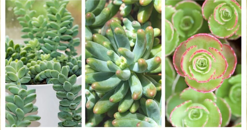 Popular Succulent Species and Their Sizes