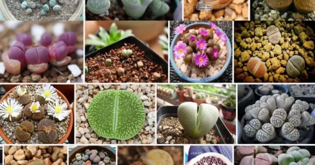 Selecting Succulent Seeds