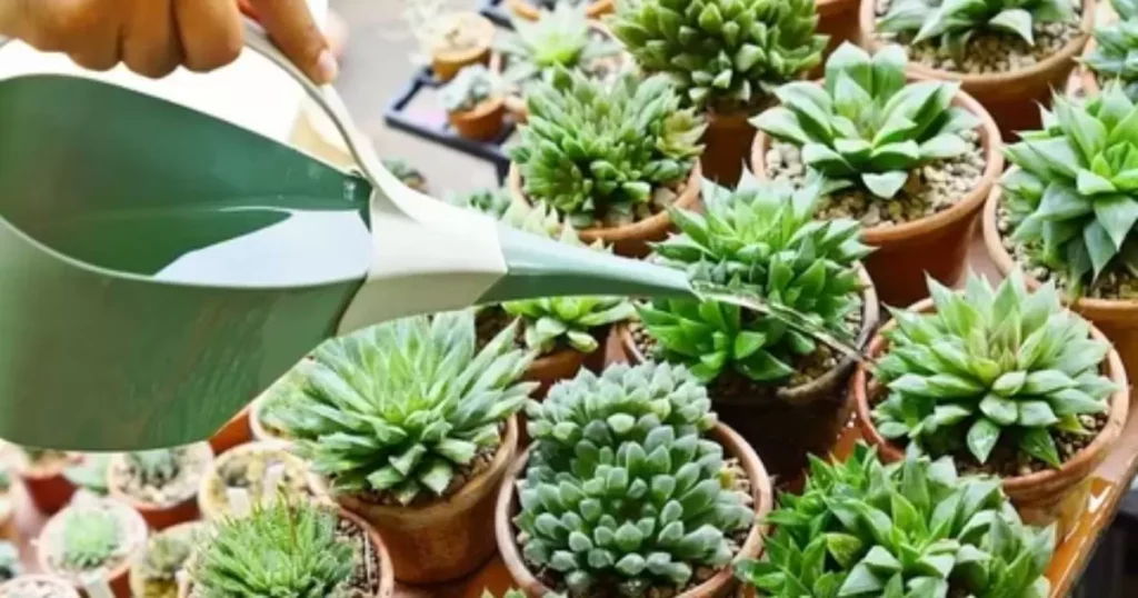 Understanding Succulents and Their Water-Storing Adaptations