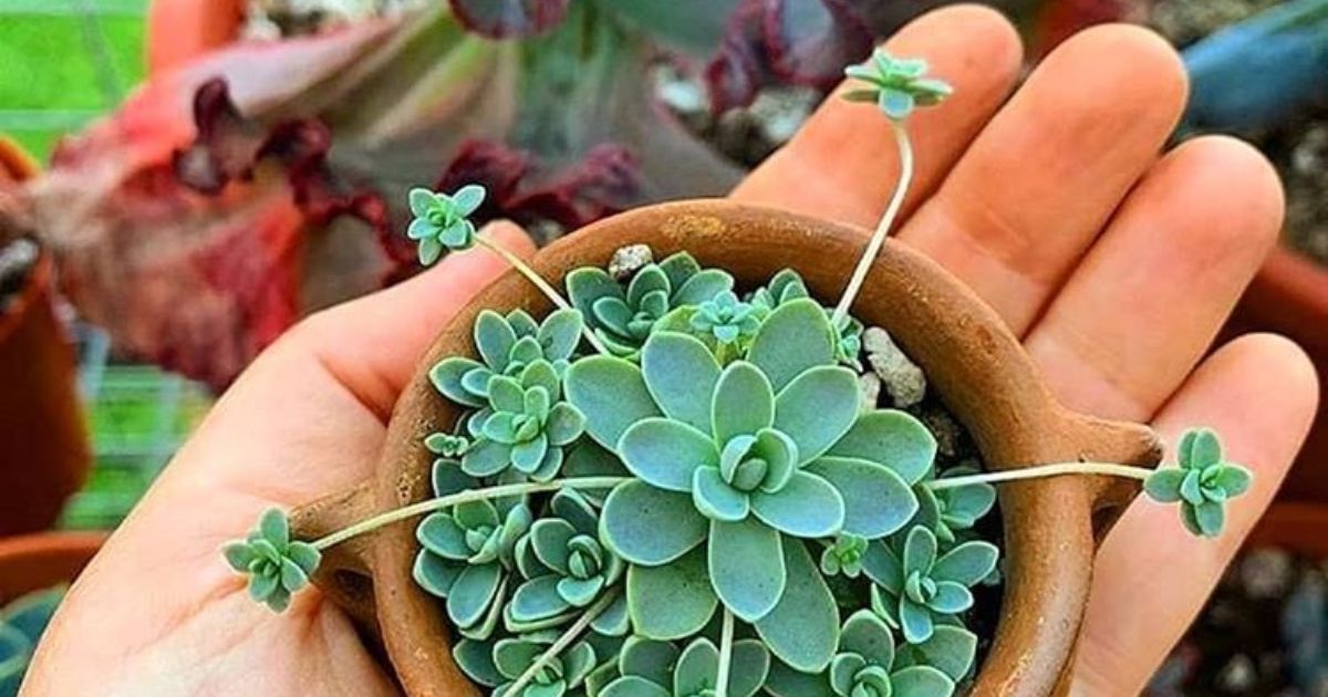 what-are-succulents-good-for