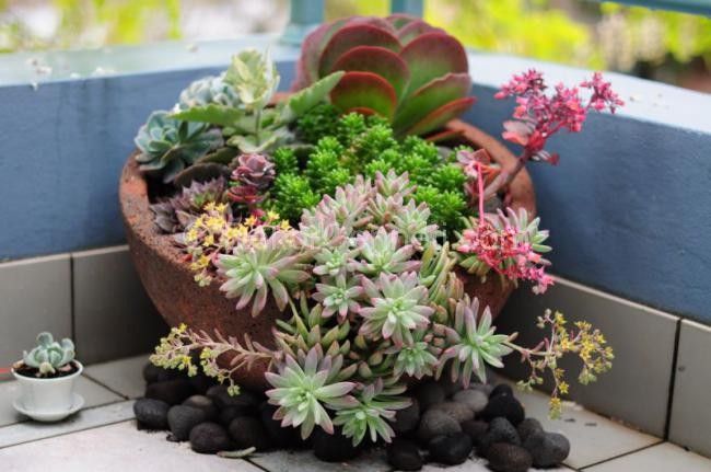 what-succulents-are-safe-for-cats-