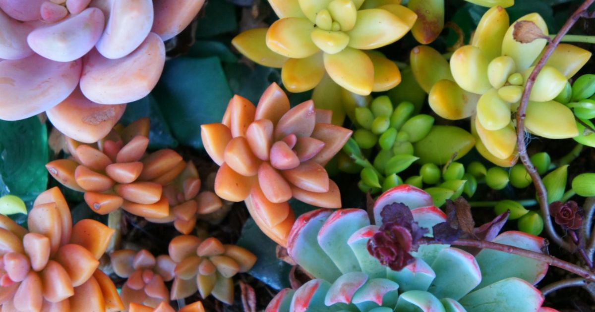 Where Do Succulents Come From