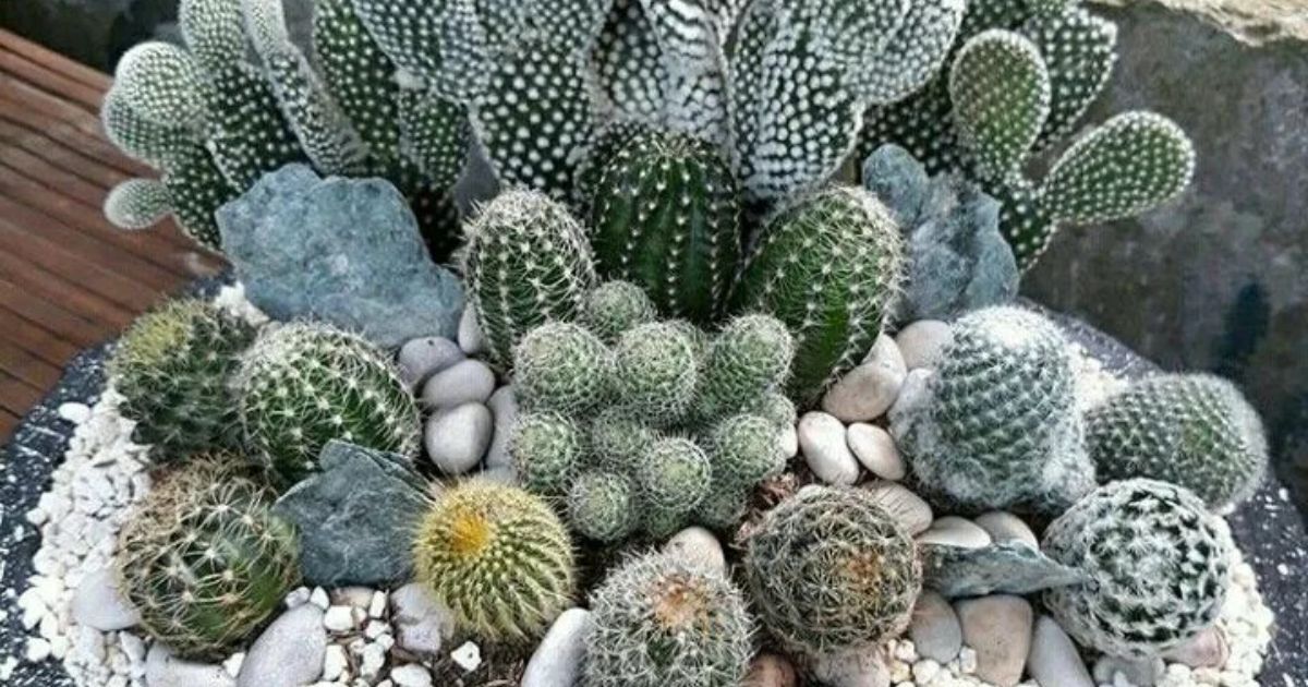 Are Egg Shells Good For Succulents?