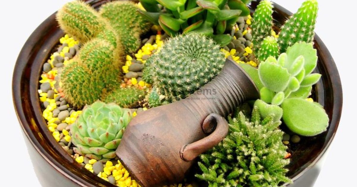 Are Succulents Annuals Or Perennials?