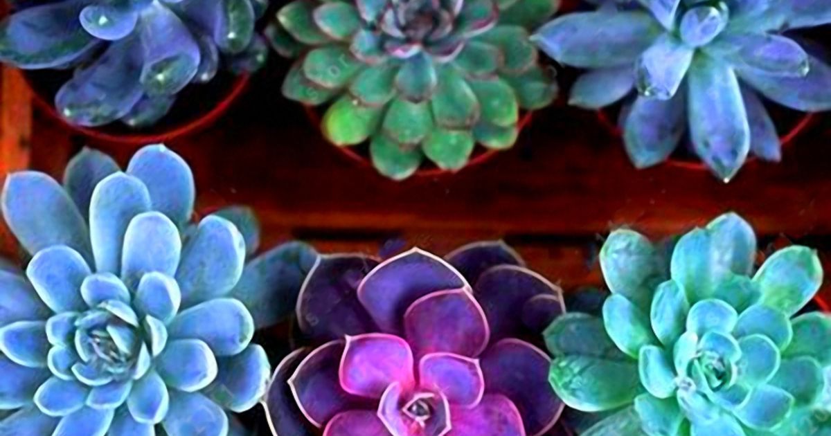 Are Succulents Edible For Humans?