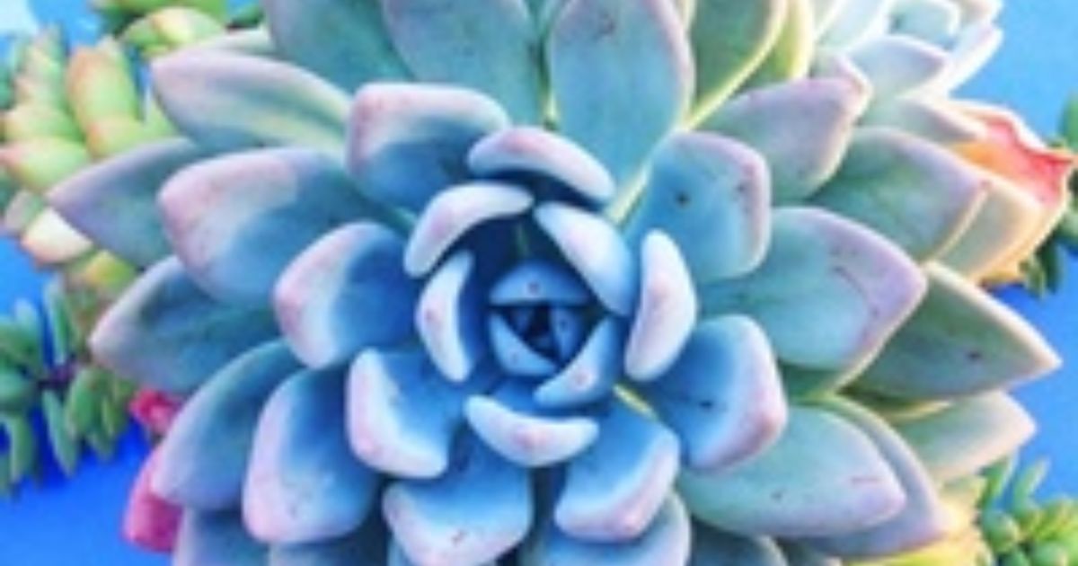 Are Succulents Good For Air?