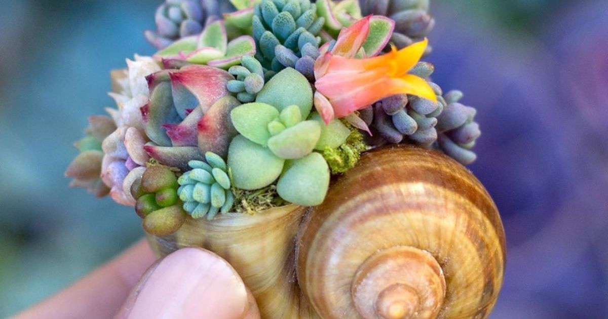 Are Succulents Poisonous To Babies?