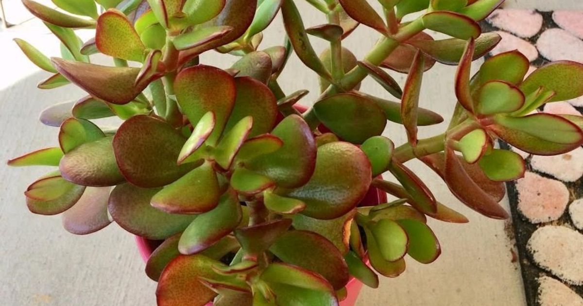 Are Succulents Poisonous To Humans?