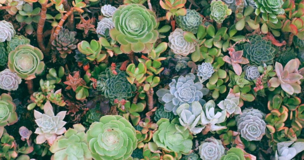 Can all succulents survive winter outside?