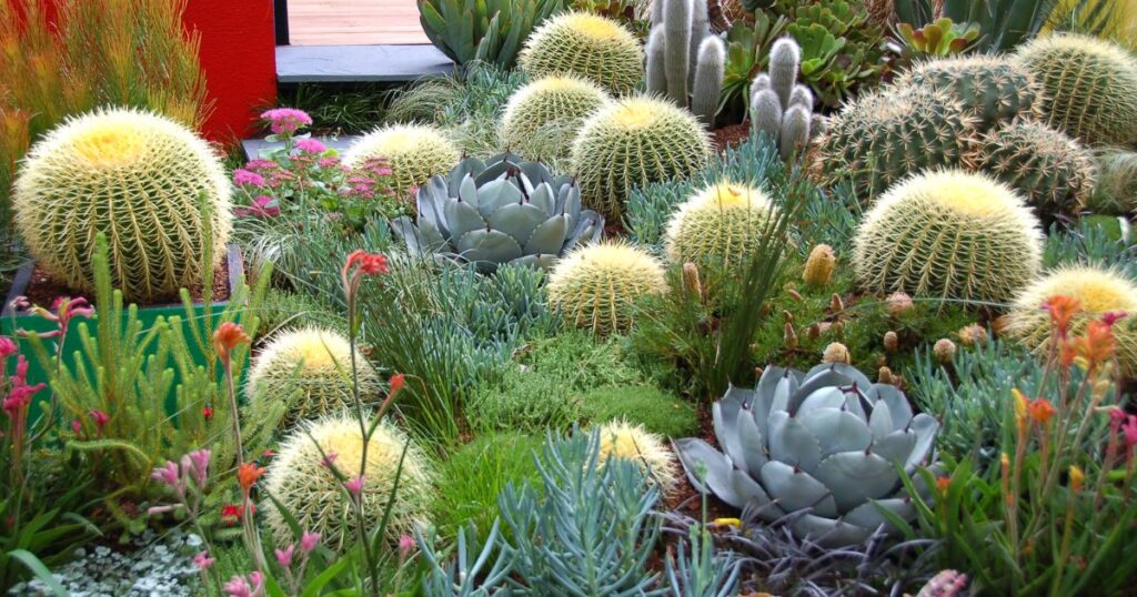 Can Cactus and Succulents Be Planted Together?