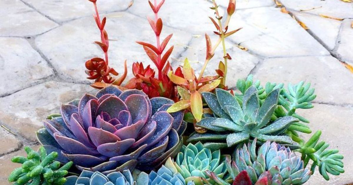 Can I Bottom Water Succulents?