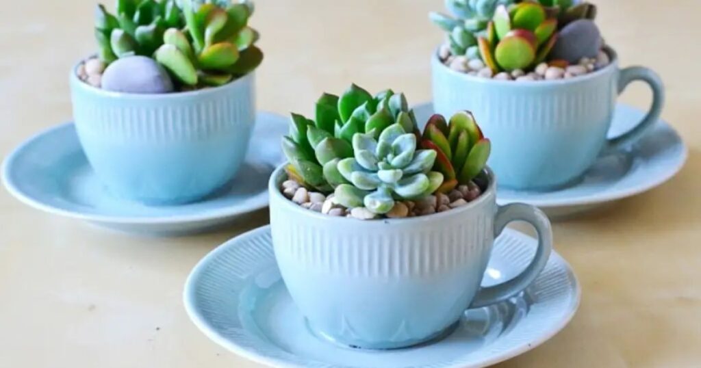When to Plant Succulents in the Spring