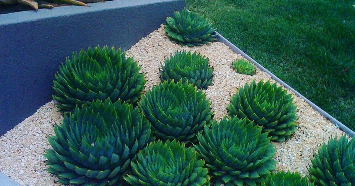 Can I Use All Purpose Plant Food For Succulents?