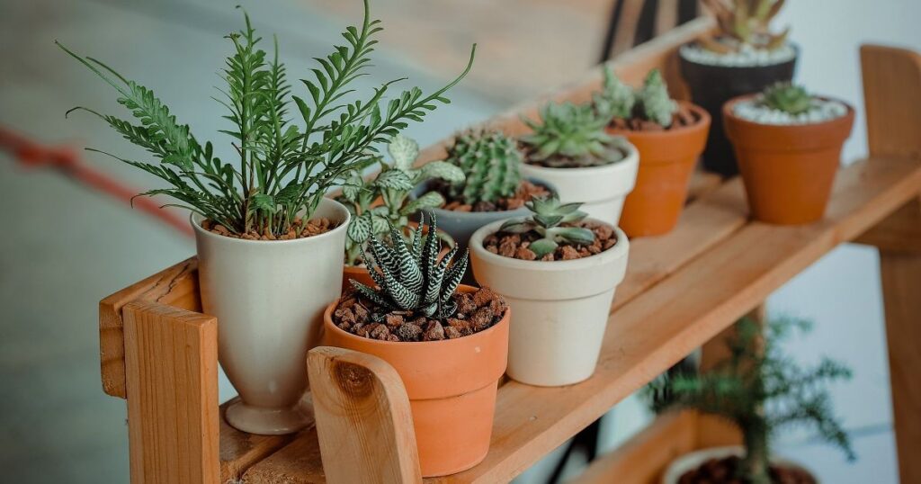 Can Outdoor Succulents be Grown Indoors?