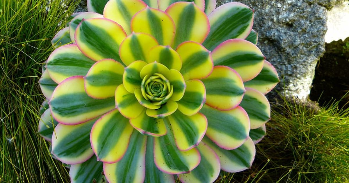 Can Succulents Live In Water?