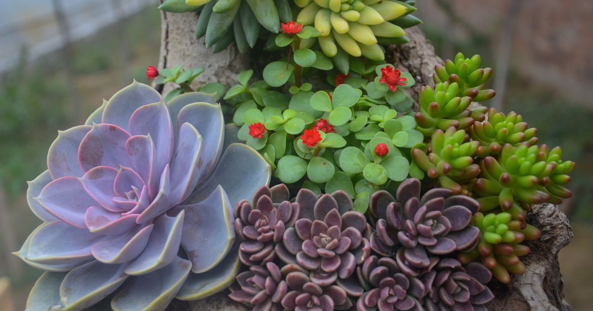 Can Succulents Stay Outside In Rain?