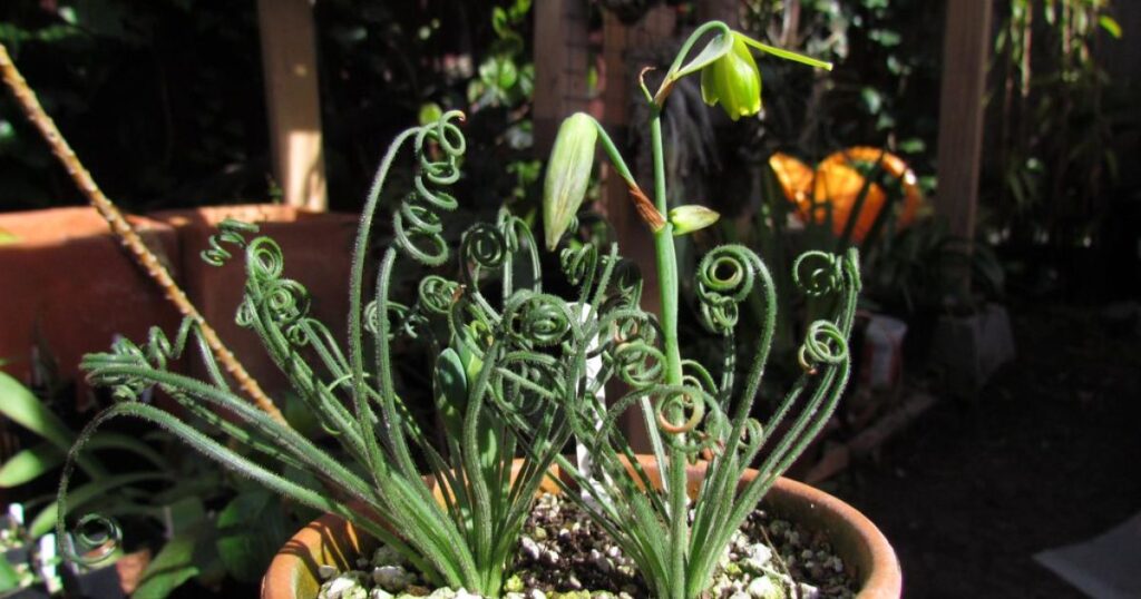 Can Succulents Survive Extreme Temperatures?