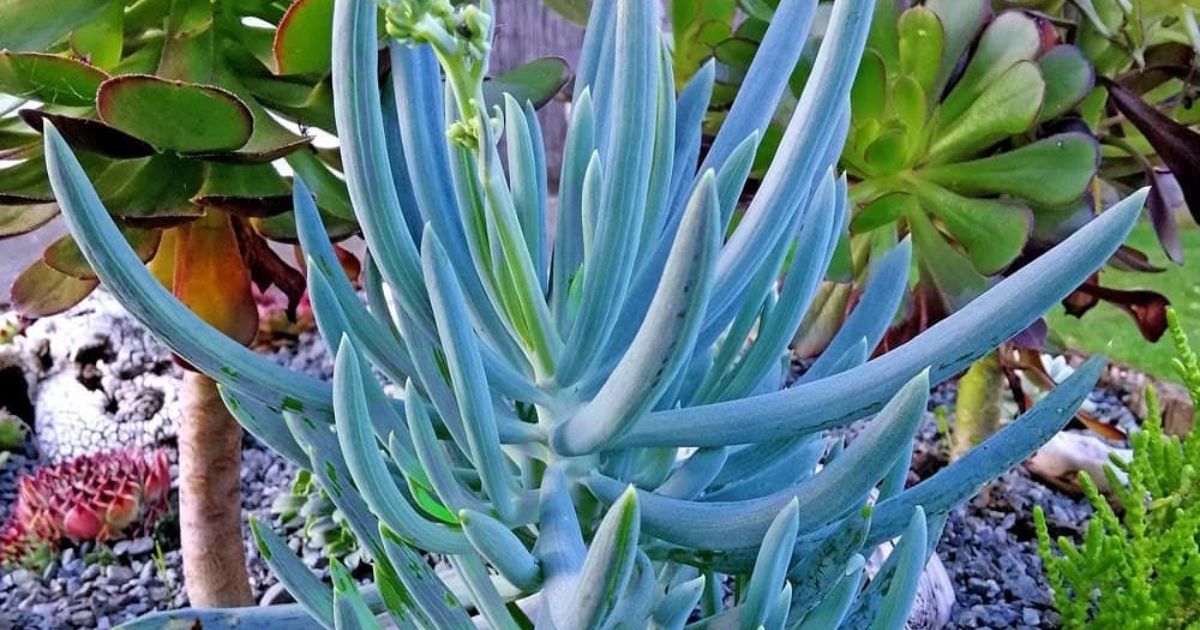 Can You Leave Succulents Outside?