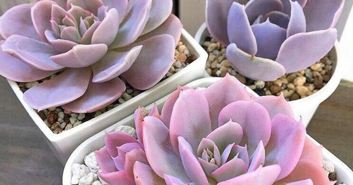 Can You Plant Succulents Together?