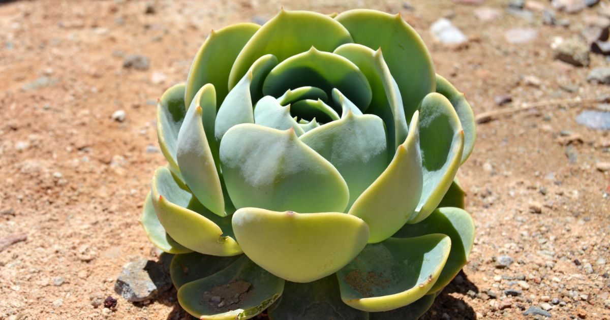 Can You Use Orchid Fertilizer On Succulents?