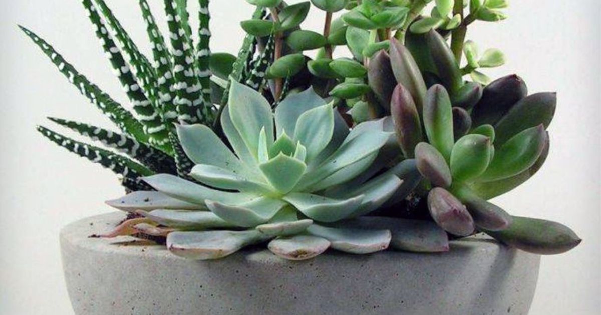 Can You Use Succulent Soil For Other Plants?