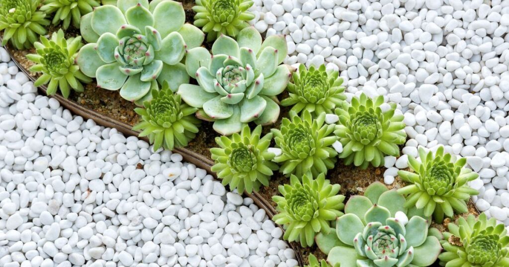 Common Propagation Methods for Succulents