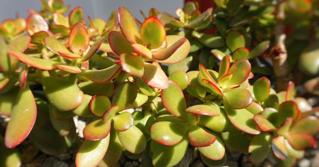 Do Succulent Plants Need Direct Sunlight?