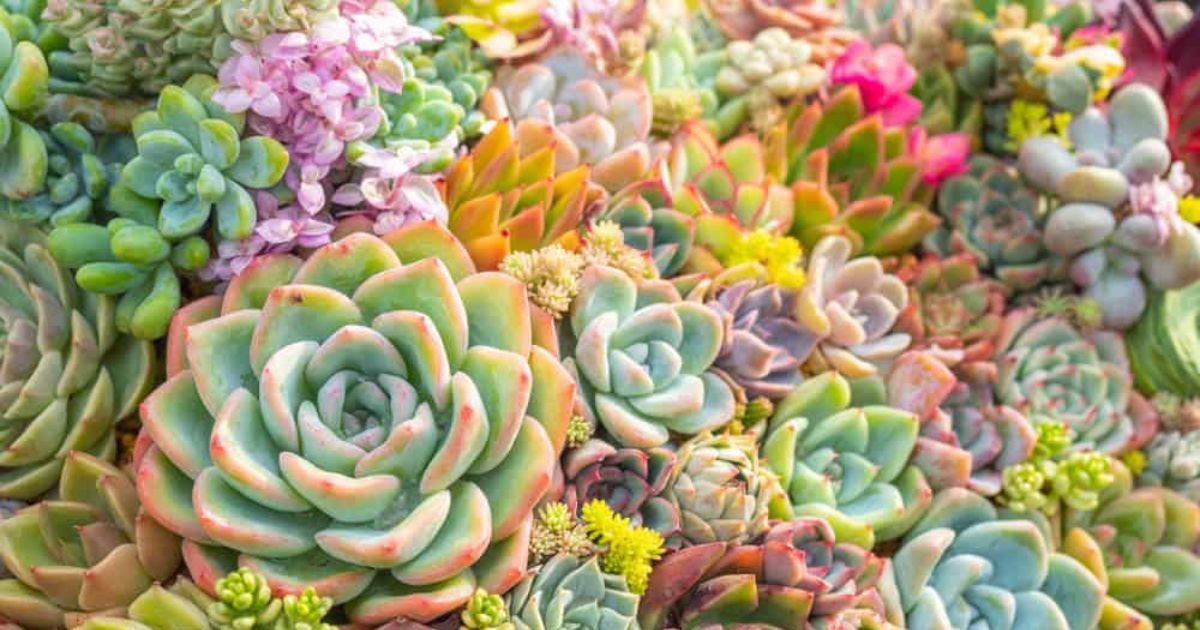 Do Succulents Have Deep Roots?