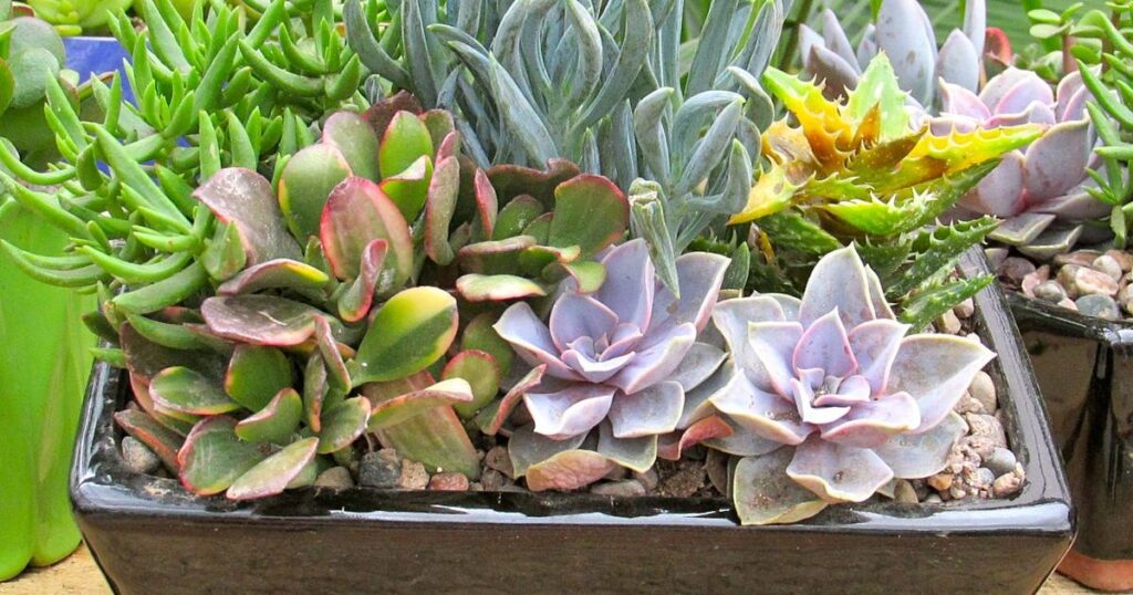 Do Succulents Need Protection From Frost
