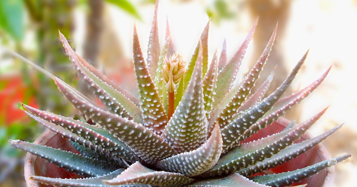 Does Succulent Plants Need Sun?