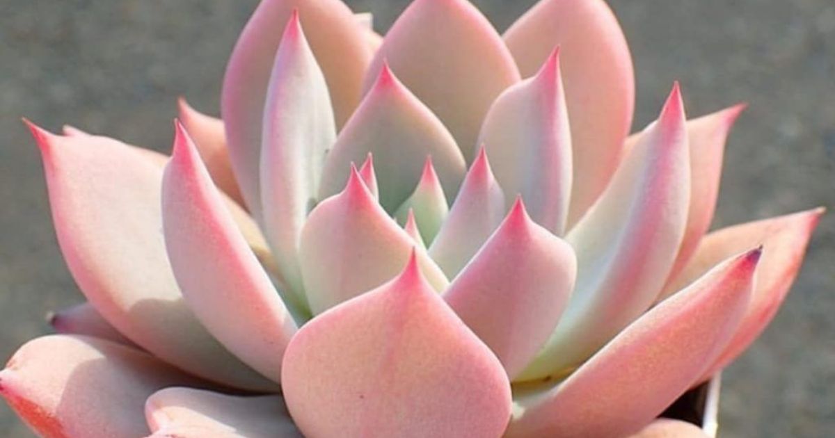 Does Succulent Plants Need Sunlight?