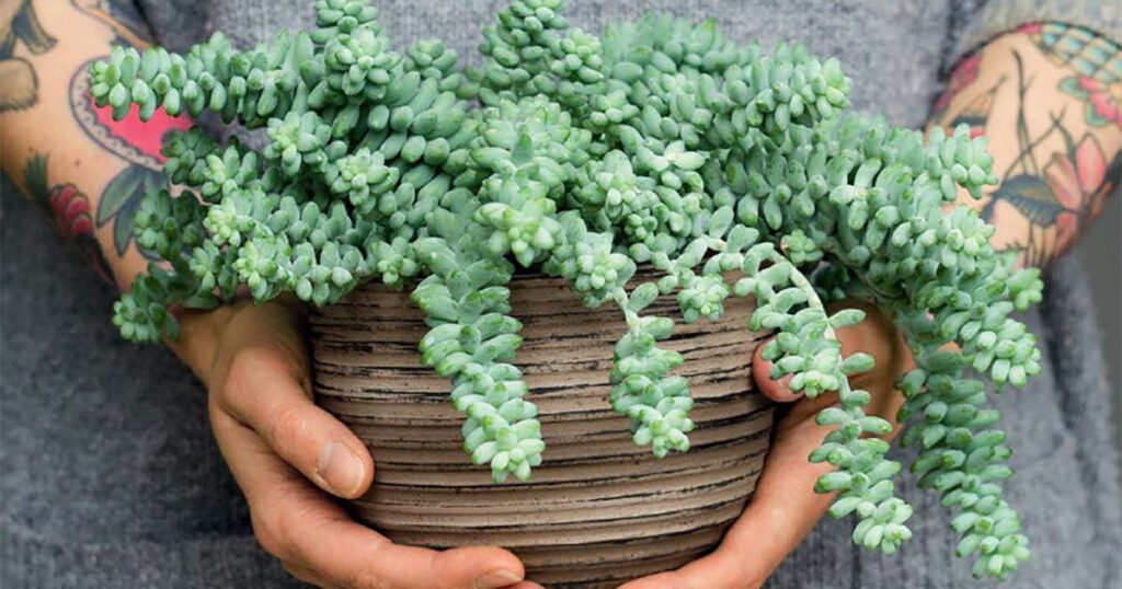 How And When To Fertilize House Succulents