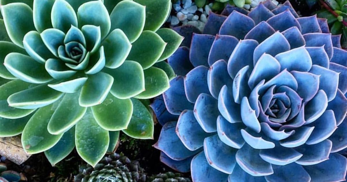 how cold is too cold for succulents