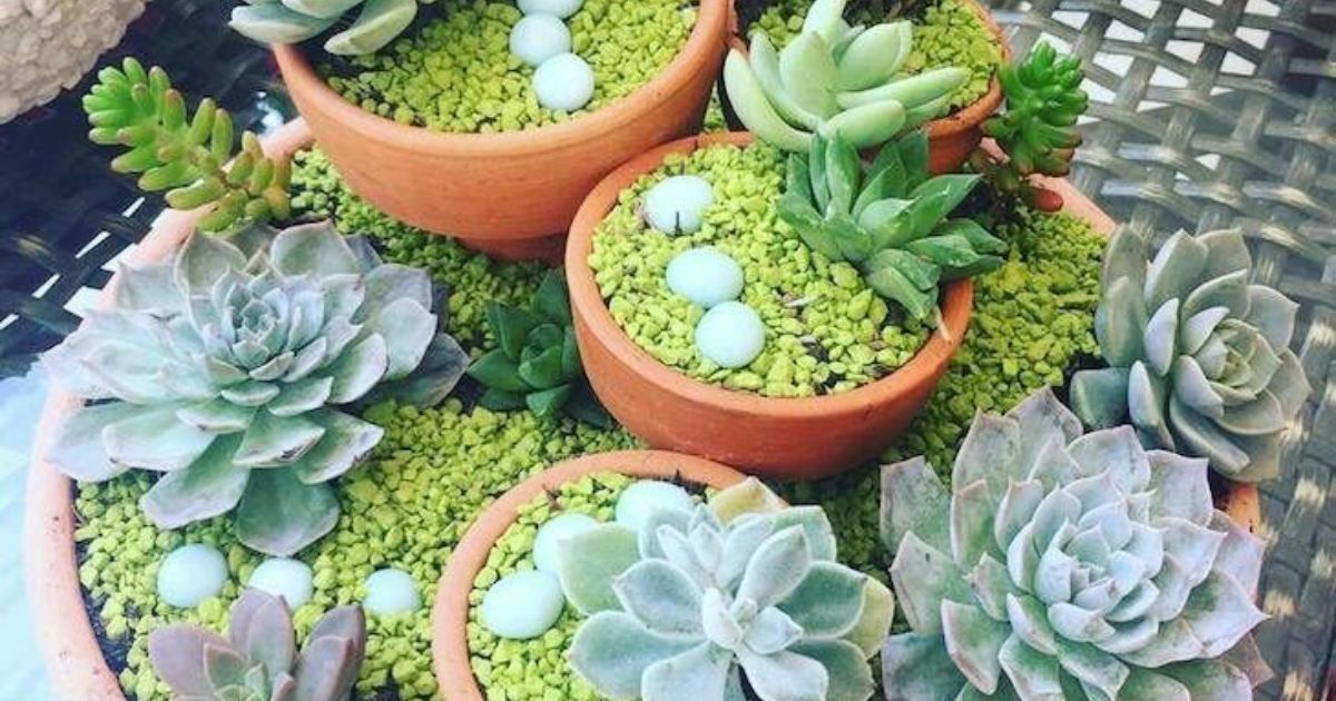 How Long Can Succulents Live?
