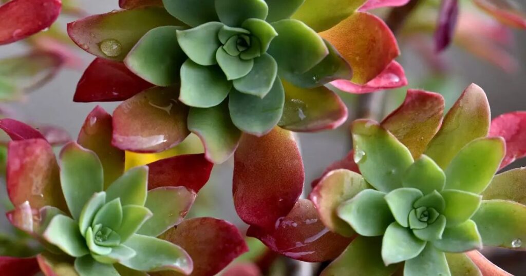 How Often Should You Water Succulents After Repotting?