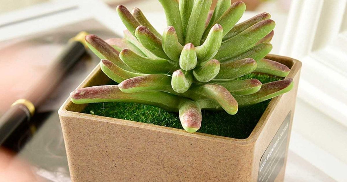 How To Care For Succulents In Winter?