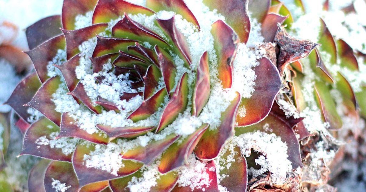 How To Care For Succulents Indoors Without Drainage?