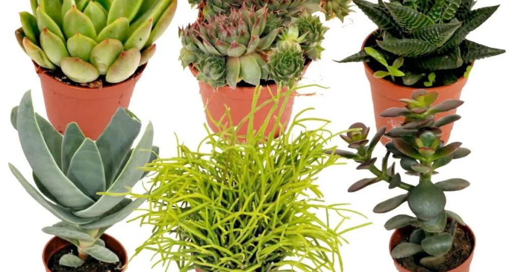How to Fix a Succulent Growing a Long Stem