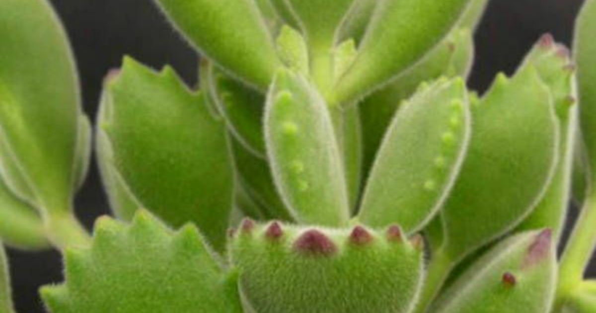 How To Get Rid Of Gnats On Succulents?
